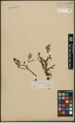 Foto von Salix arctica Pall.